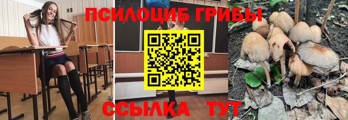 Галлюциногенные грибы Psilocybe Тимашёвск